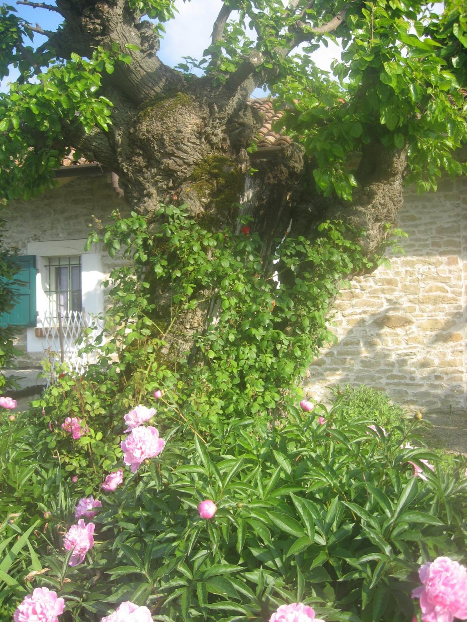 Agriturismo Cascina Serra Cossano Belbo Bagian luar foto